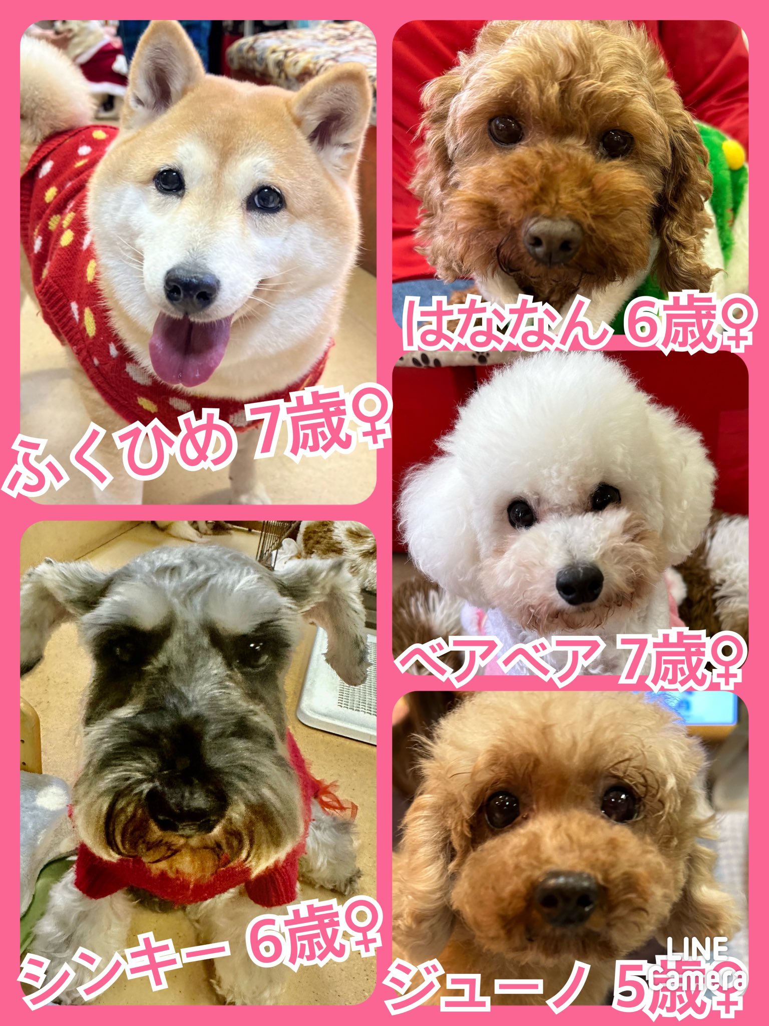 🐾今日の里親様募集中ワンコ🐶メンバーです🐾2023,12,29【保護犬カフェ天神橋店】